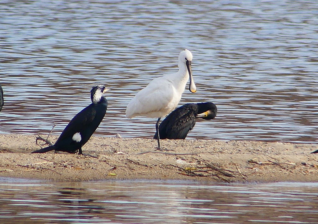 P1570075：ヘラサギ_R