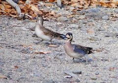 P1600403：トモエガモ、マガモ_R