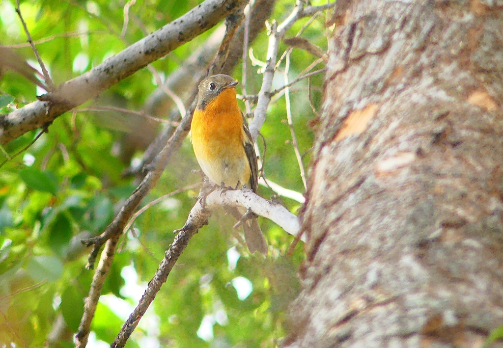 P4440617：ムギマキ（若鳥）_R