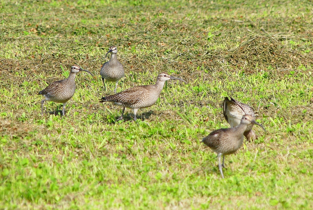 P4110764：チュウシャクシギ_R