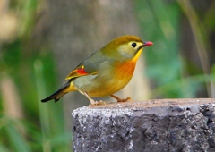 P1520568：ソウシチョウ_R