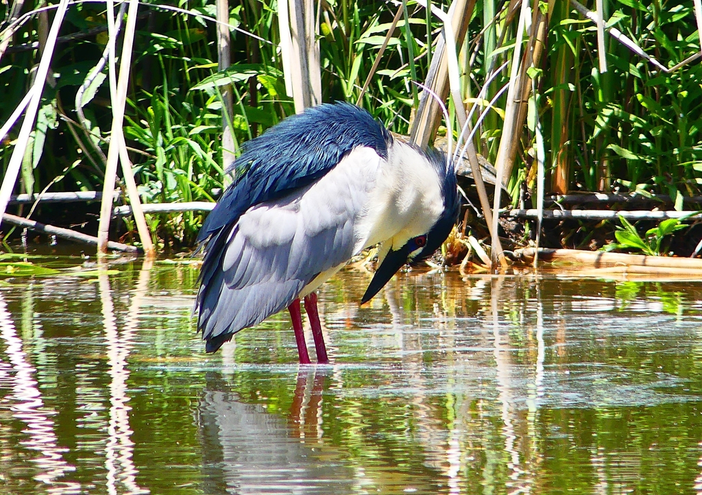 P2010799：ゴイサギ_R