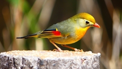 P1830915：ソウシチョウ-06_R