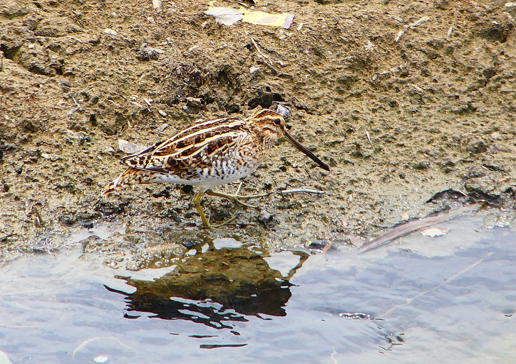 P1940249：タシギ_R