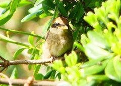 P1940618：モズ（幼鳥）_R