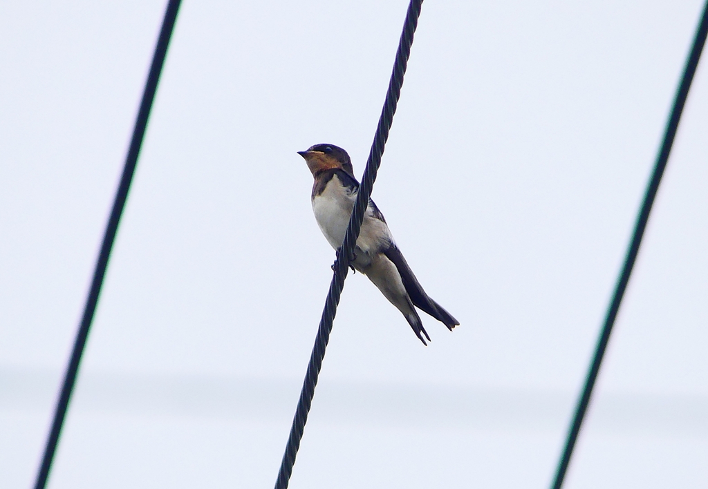 P1010028：ツバメ（幼鳥）_R