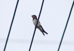 P1010028：ツバメ（幼鳥）_R