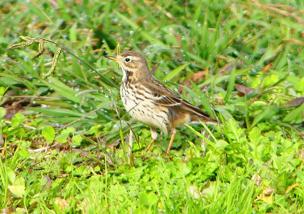 P1380356：タヒバリ_R