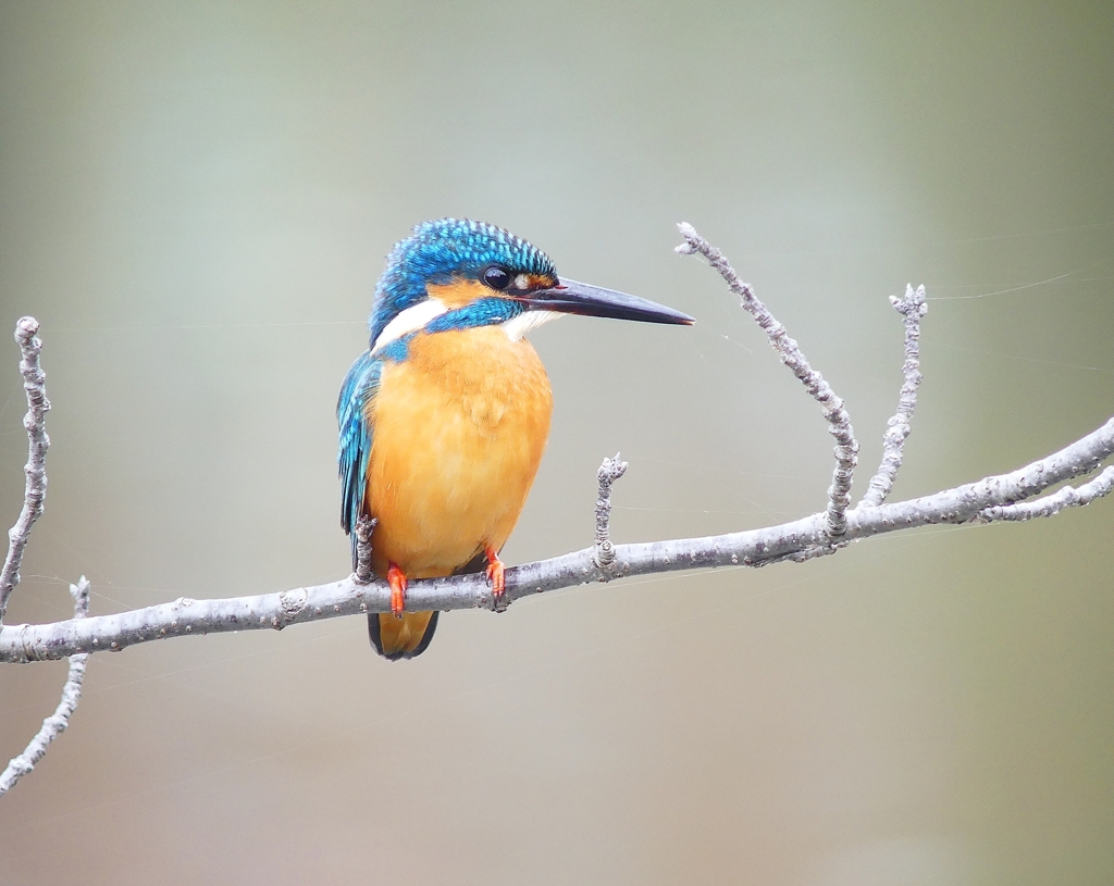 P1840386：カワセミ_R