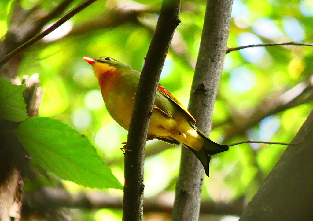 P1370737：ソウシチョウ_R