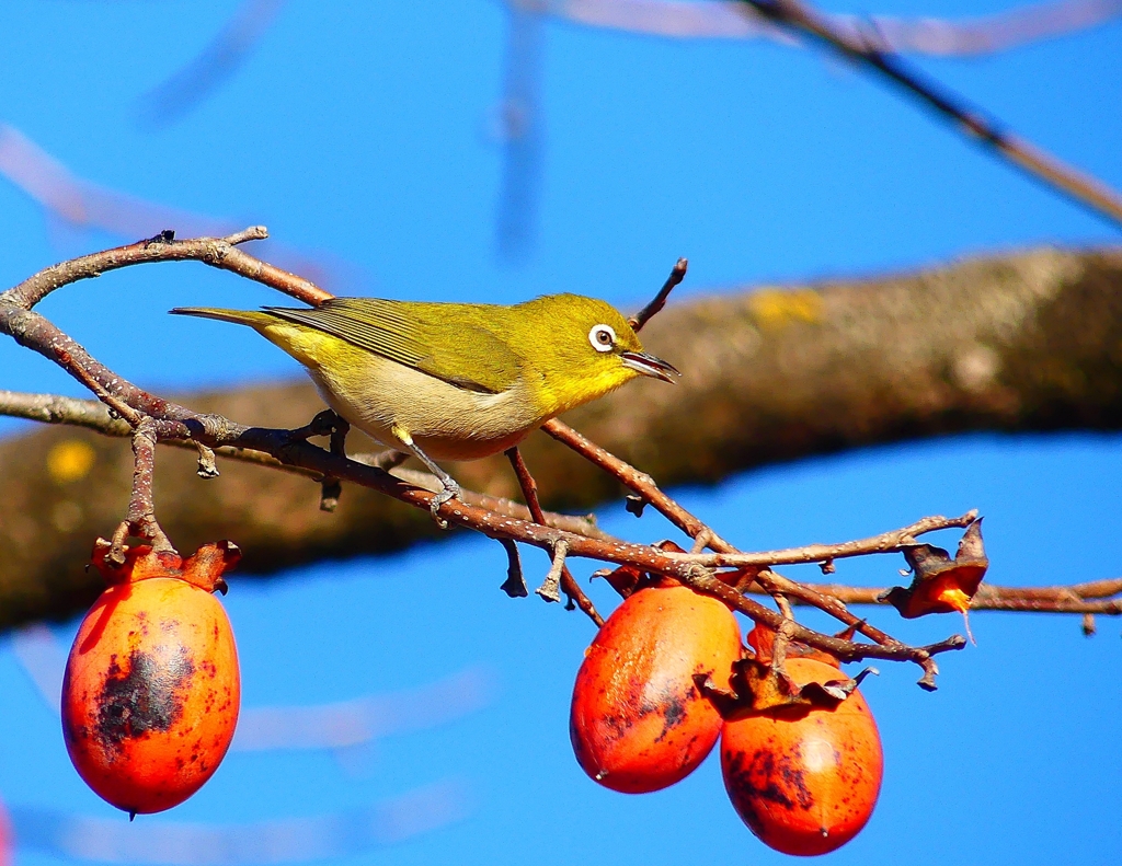 P4650314：メジロ_R