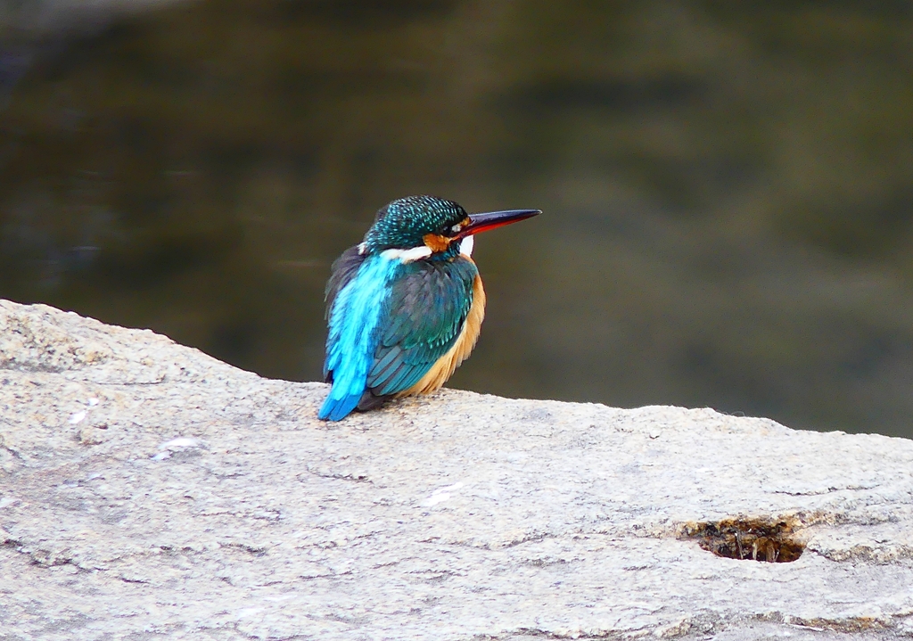 P4710310：カワセミ（メス）_R