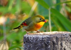 P1520418：ソウシチョウ_R
