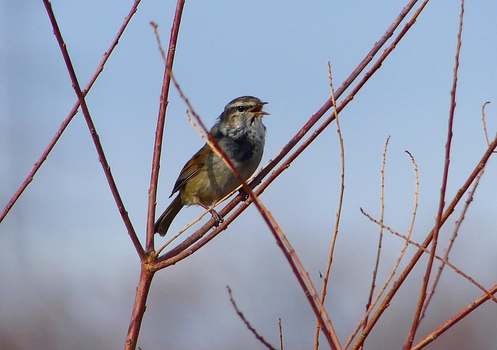 P1840316：ウグイス_R