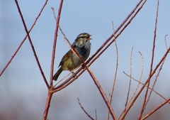 P1840316：ウグイス_R