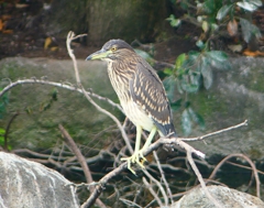 P1120147：ホシゴイ_R