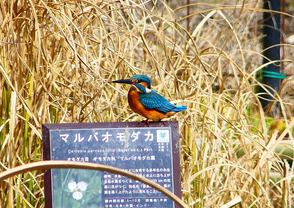 P1750842：カワセミ（オス）_R