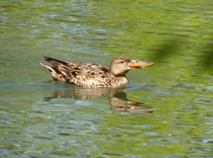 P4030213：ハシビロガモ（メス）_R