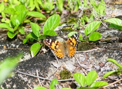 P4130522：ヒメアカタテハ_R