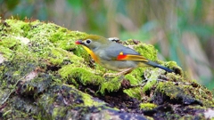 P3760688：ソウシチョウ_R