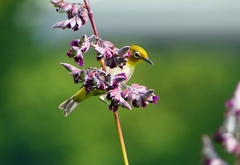 P1010880：メジロ_R