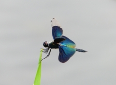 P1050245：チョウトンボ_R