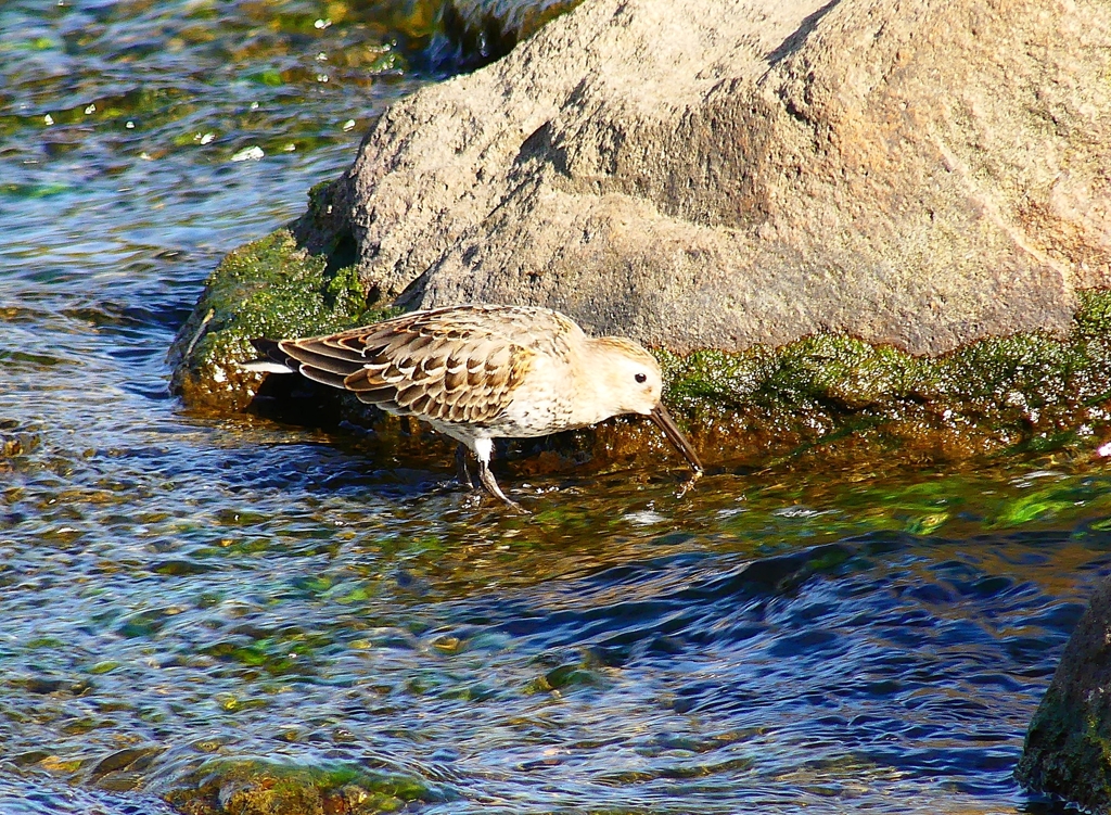 P4400039：ハマシギ_R