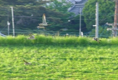 P4080775：飛ぶチュウシャクシギ_R