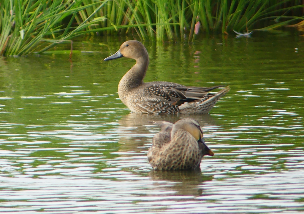 P1230275：オナガガモ_R