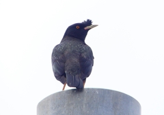 P1940465：ハッカチョウ_R