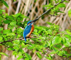 P4030579：カワセミ（オス）_R