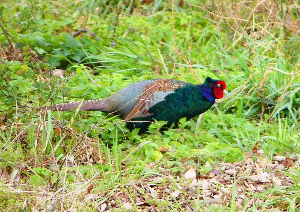 P1840652：キジ（オス）_R
