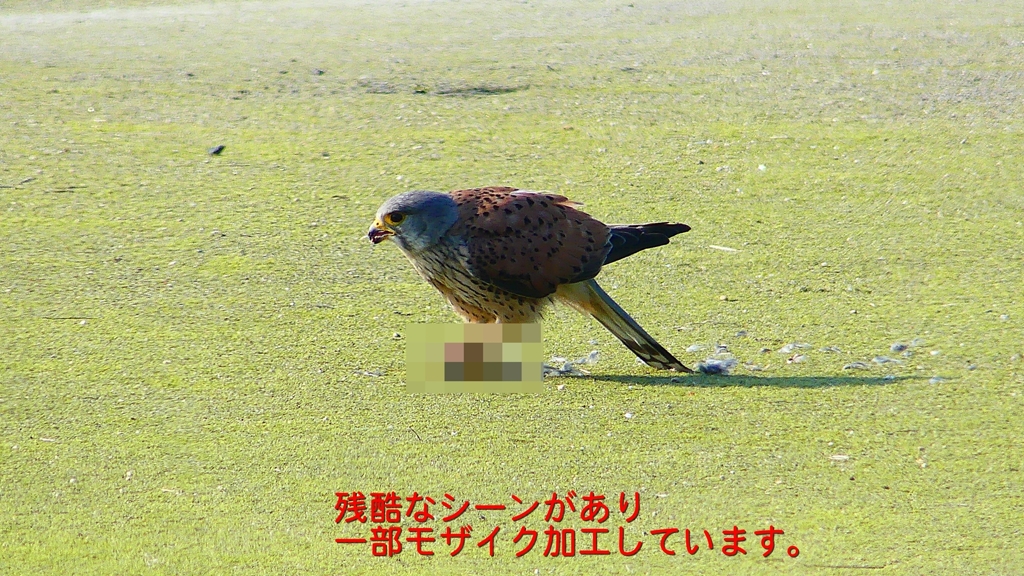 P1990072：チョウゲンボウ-15_R