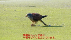 P1990072：チョウゲンボウ-15_R