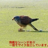 P1990072：チョウゲンボウ-15_R