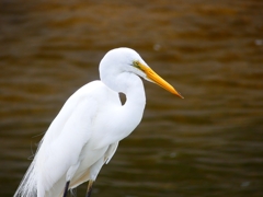 P4230263：ダイサギ_R