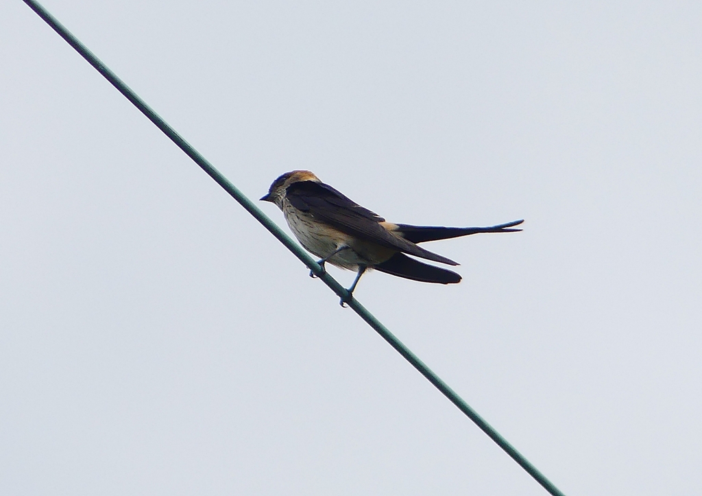 P1230781：コシアカツバメ_R