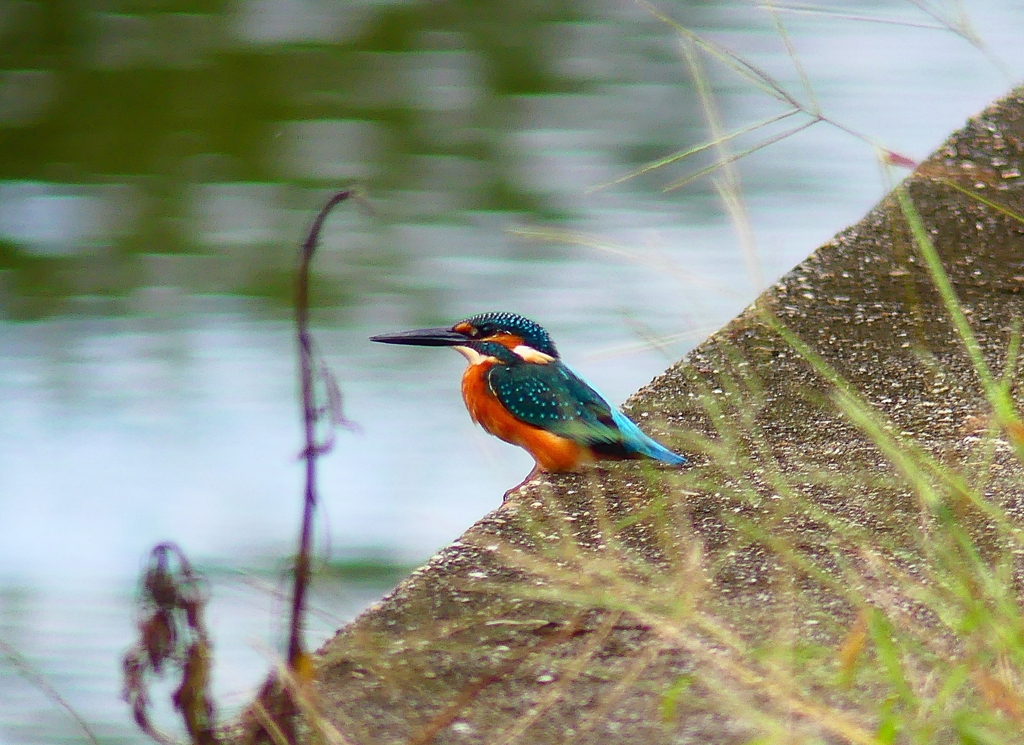 P4380488：カワセミ（オス）_R