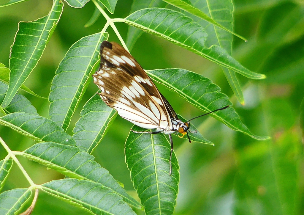 P1230587：ゴマダラチョウ_R