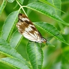 P1230587：ゴマダラチョウ_R