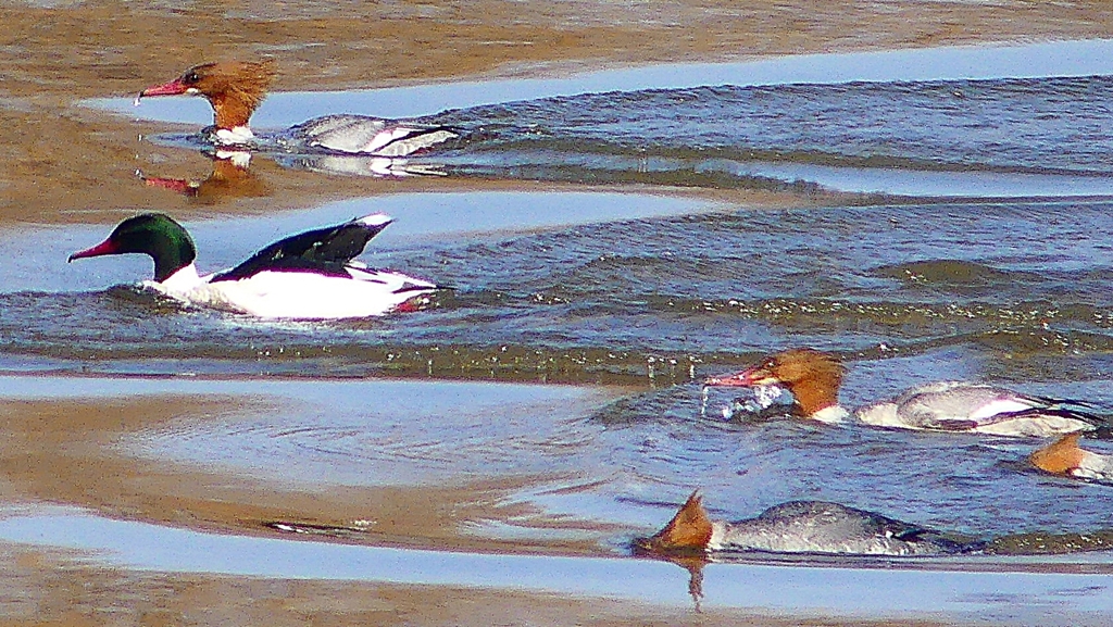 P1880310：カワアイサ他_R