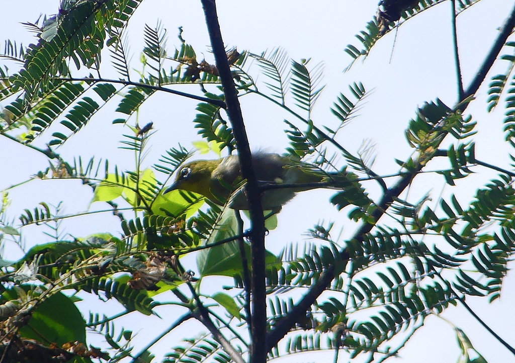 P1190620：メジロ_R