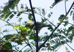 P1190620：メジロ_R