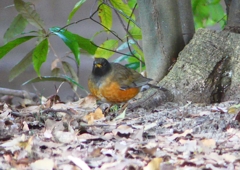 P1770769：オオアカハラ_R