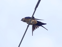 P4140067：コシアカツバメ_R