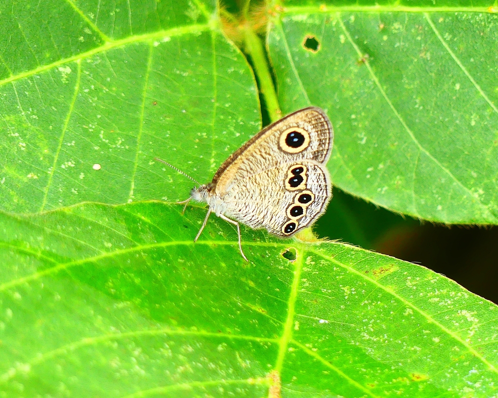 P4200858：ヒメウラナミジャノメ_R