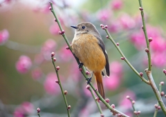 P1780230：ジョウビタキ（メス）_R