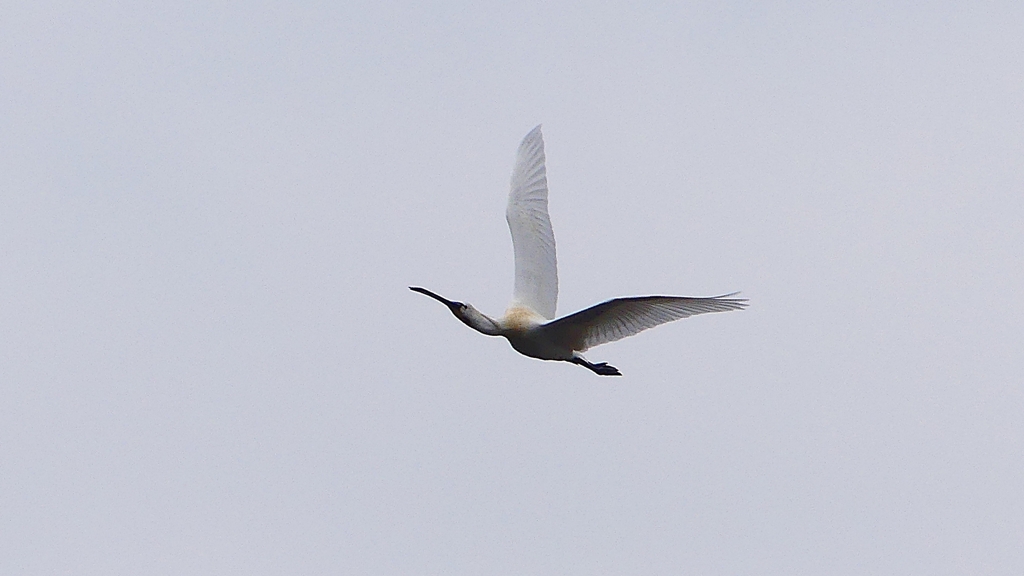 P1680234：飛ぶヘラサギ_R