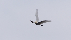 P1680234：飛ぶヘラサギ_R