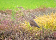 P1400520：ムラサキサギ_R